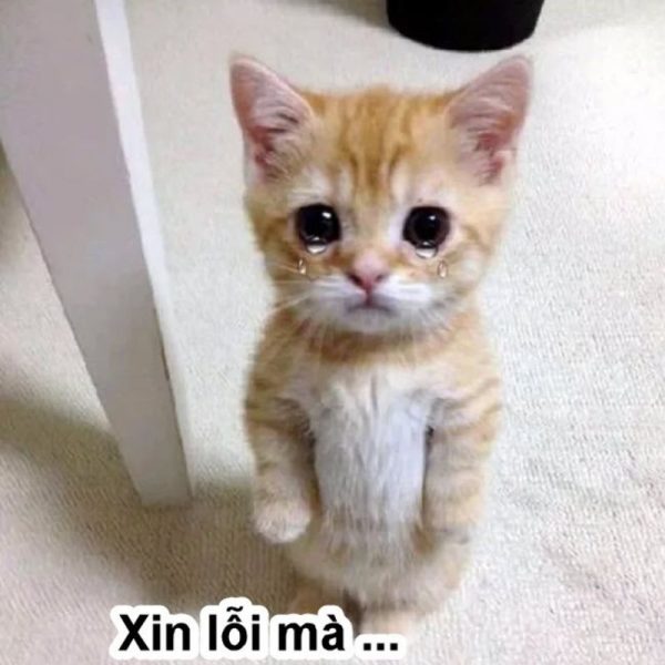meme xin lỗi (25)