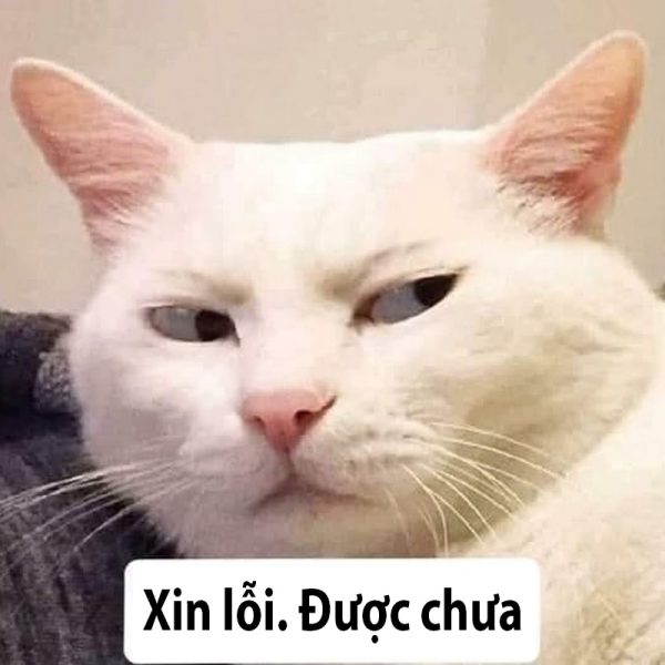 meme xin lỗi (3)