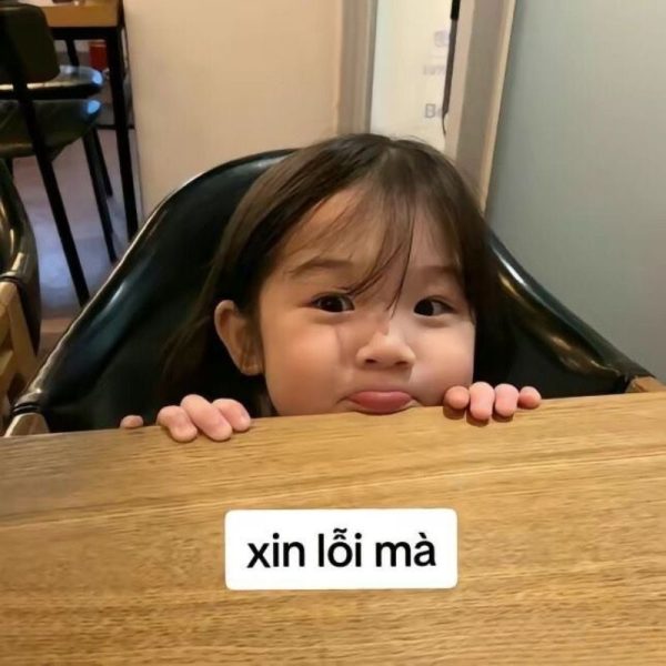 meme xin lỗi (9)