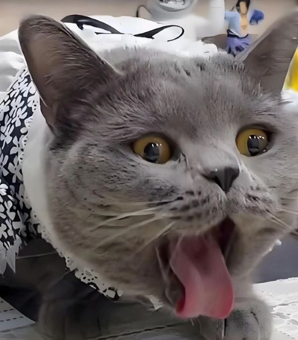 mèo meme oẹ mèo meme oẹ