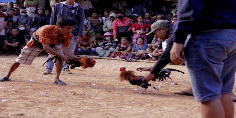 Khám phá sảnh đá gà Thái Lan