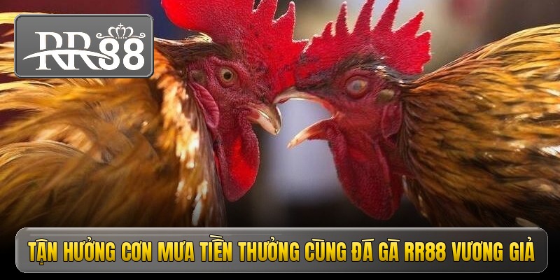 tan huong con mua tien thuong cung da ga rr88 vuong gia