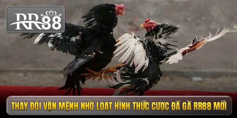 thay doi van menh nho loat hinh thuc cuoc da ga rr88 moi